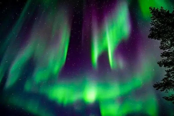 Bunte Polarlichter erleuchten den Nachthimmel über dunklen Silhouetten von Bäumen