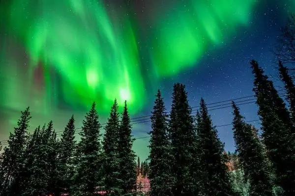 Grüne Polarlichter leuchten über einer Baumreihe unter einem sternklaren Himmel