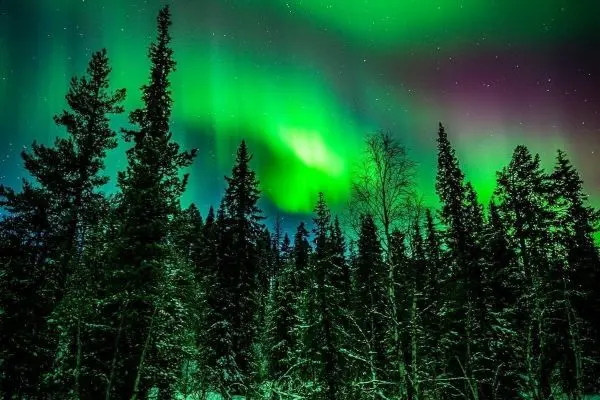 Grüne und violette Lichter leuchten über einer Waldlandschaft