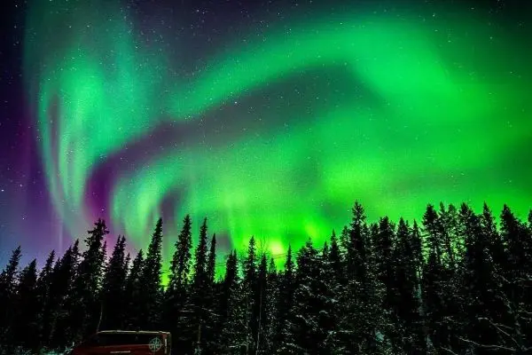Grüne und violette Polarlichter leuchten über einer Waldlandschaft