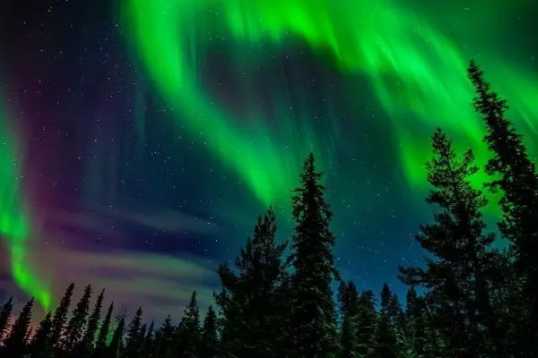 Grüne und violette Polarlichter leuchten über silhouettierten Bäumen im Nachthimmel