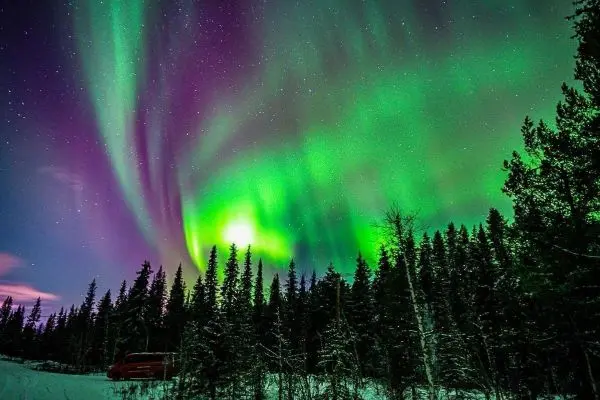 Grüne und violette Polarlichter über einem Wald mit Schneeboden