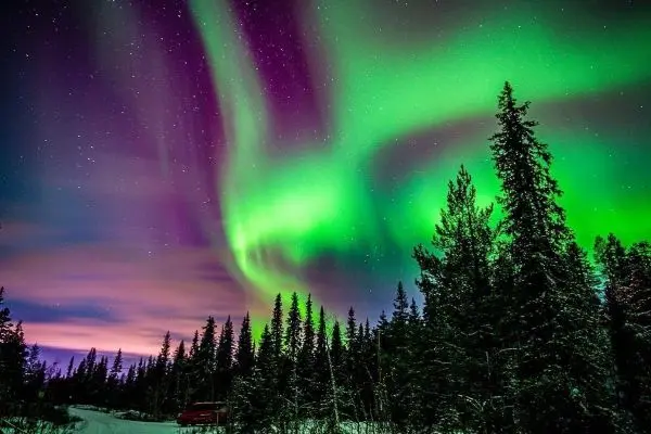 Grüne und violette Polarlichter über einem Wald mit Tannenbäumen