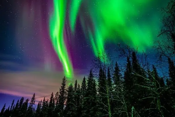 Nordlichter leuchten über einem Wald mit dunklen Silhouetten von Bäumen