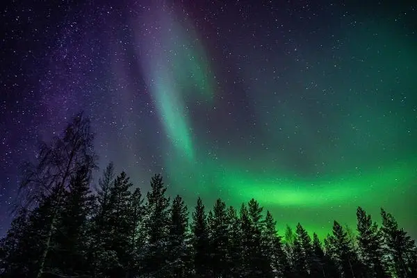 Nordlichter leuchten über einem Wald mit dunklen Silhouetten von Bäumen