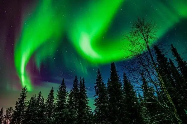 Nordlichter leuchten über einer Waldlandschaft mit dunklen Silhouetten von Bäumen