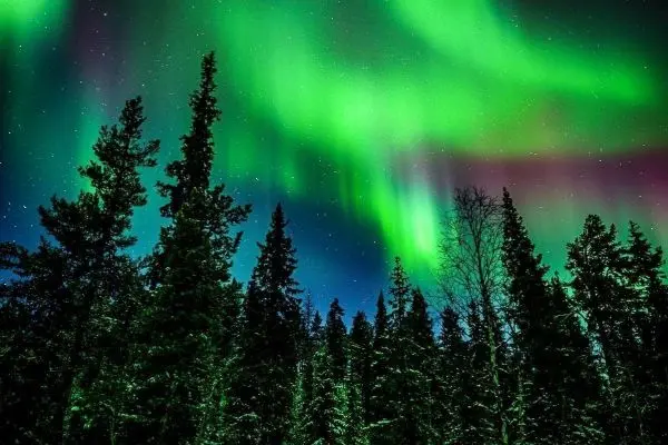 Nordlichter leuchten über einer Waldlandschaft mit hohen Tannen