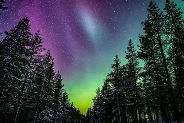 Nordlichter leuchten über schneebedeckten Bäumen im Wald