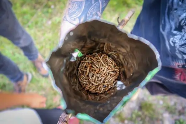 Beutel mit essbaren Insekten auf einem Stock gehalten