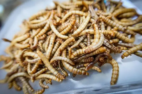 Essbare Insektenlarven liegen auf einer transparenten Fläche