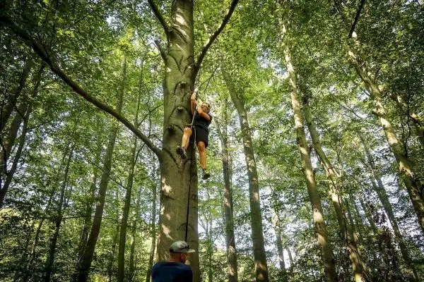 Kletterer nutzt Seil, um einen Baumstamm zu erklimmen
