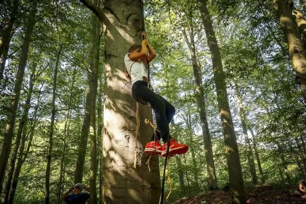 Person klettert an einem Seil an einem Baum hoch
