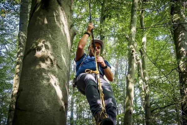 Person seilt an einem Baum ab im Wald