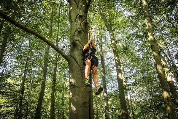 Seilquerung an einem Baum mit einem Seil, Person hängt in der Luft