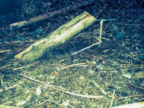 Ein Baumstamm liegt auf dem Boden zwischen Ästen und Laub