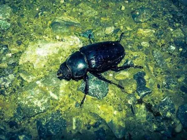 Schwarzer Käfer krabbelt über einen steinigen Untergrund