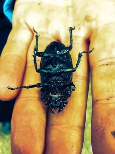 Schwarzer Käfer liegt auf einer Handfläche mit sichtbaren Details