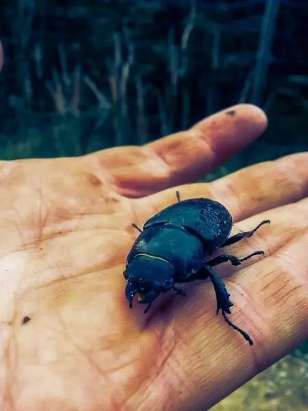 Schwarzer Käfer sitzt auf einer Handfläche