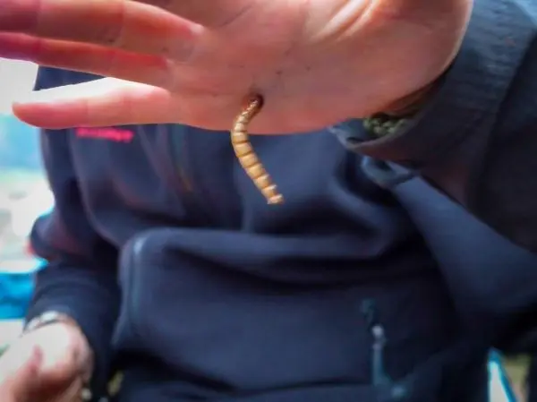 Ein Wurm hängt von einer Hand, während die andere Hand den Wurm hält