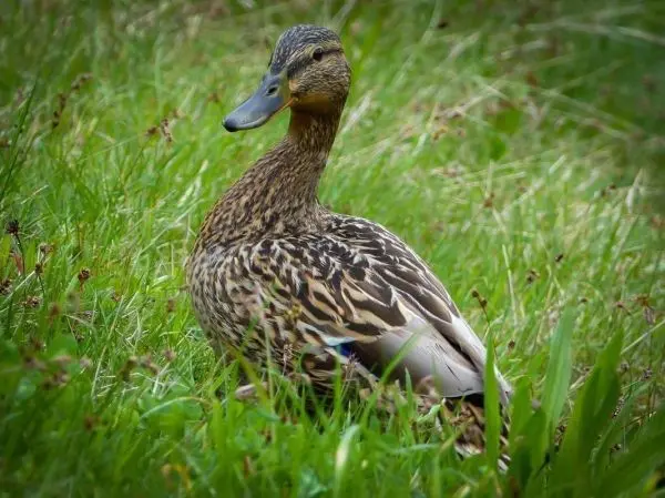 Eine Ente sitzt im Gras und schaut zur Seite