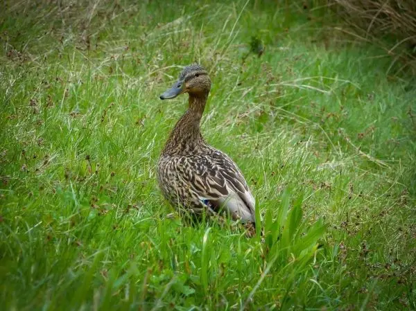 Ente steht im hohen Gras und schaut nach vorne