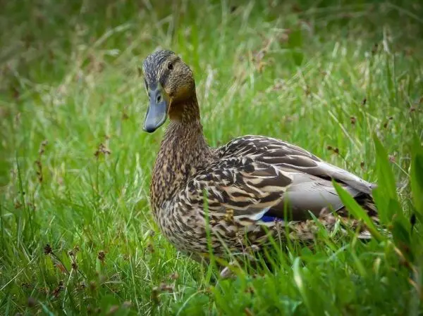 Entenart sitzt im Gras und schaut nach vorne