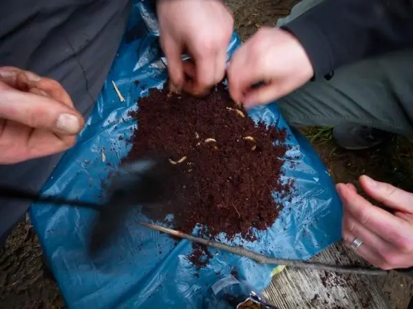 Hände graben in Erde auf blauer Plane, kleine Insekten sichtbar