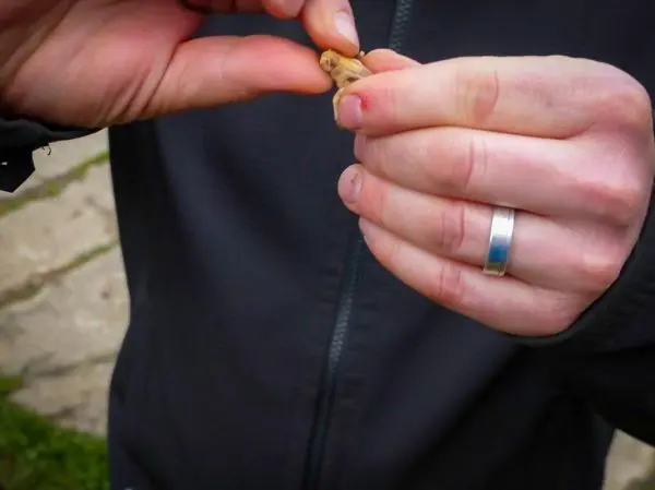 Hände halten einen kleinen Gegenstand, möglicherweise ein Naturmaterial oder Werkzeug