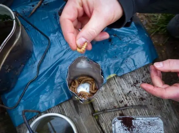 Hand hält einen Wurm über eine Dose mit weiteren Würmern auf einer blauen Plane