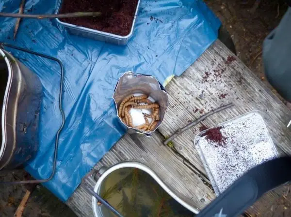 In einer geöffneten Dose liegen Insektenlarven, umgeben von verschiedenen Materialien auf einer blauen Plane