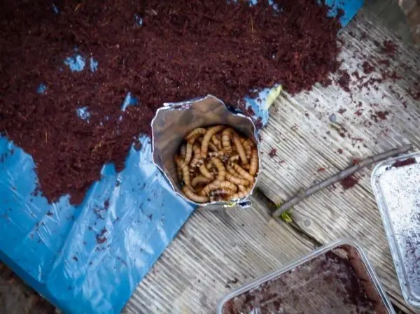 Wurmbehälter steht auf Holzuntergrund neben Erde