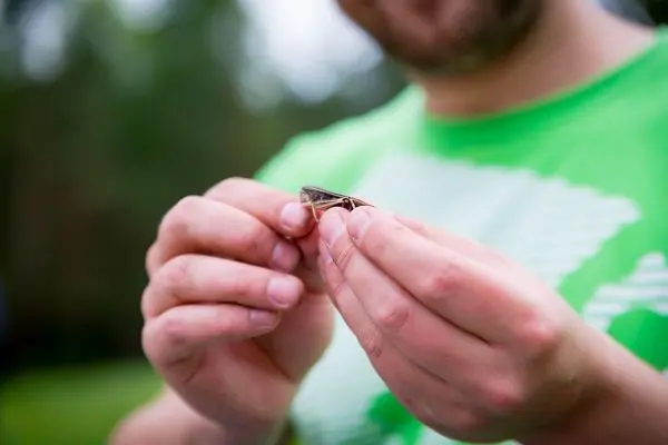 Hände halten eine kleine Heuschrecke in der Natur