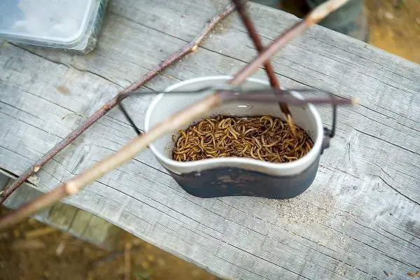 Schüssel mit essbaren Insekten auf einem Holztisch