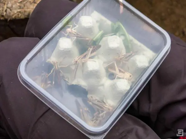 Behälter mit Grillen auf Eierkarton und grünen Blättern