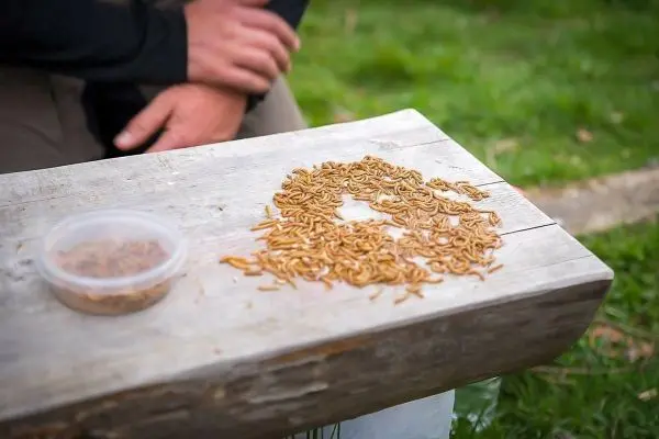 Essbare Insekten liegen auf einem Holzbrett neben einer Schüssel mit weiteren Insekten