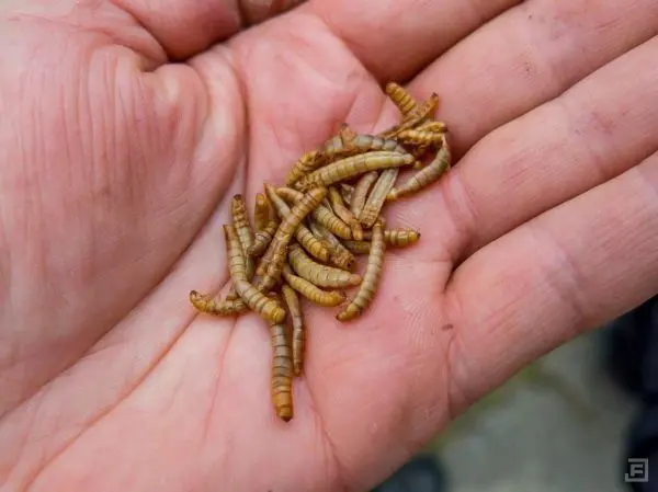 Hand hält mehrere essbare Insektenlarven