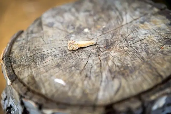 Holzscheit mit einer kleinen, hellen Schraube in der Mitte