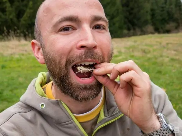 Person hält ein Insekt vor den Mund beim Essen