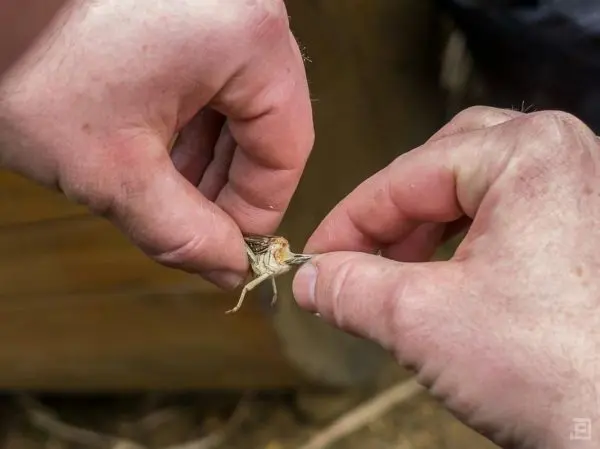Person hält einen kleinen Fisch zwischen den Fingern