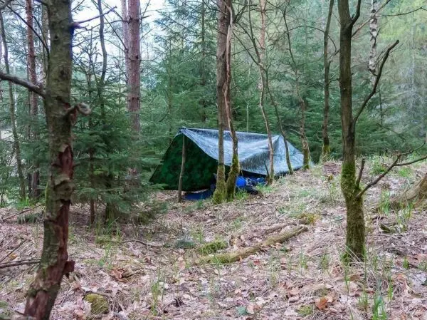 Tarp-Notunterkunft zwischen Bäumen im Wald, umgeben von Laub und Gras