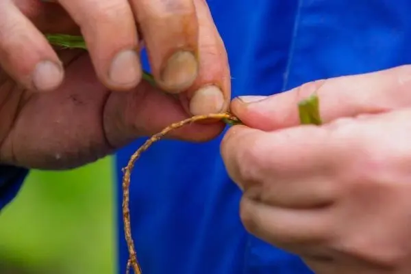 Hände flechten Pflanzenfasern zu einer Schnur