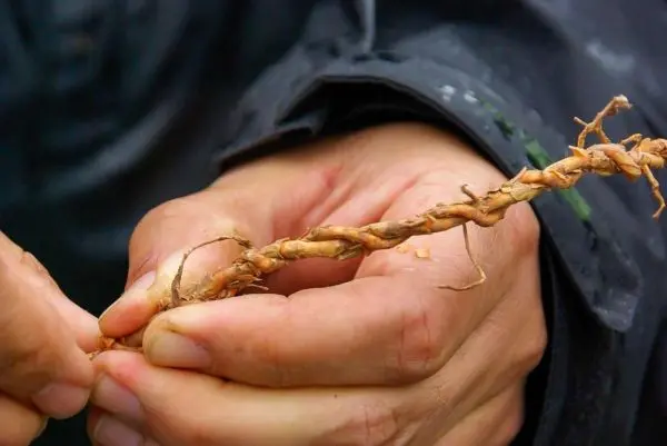 Hände halten einen geflochtenen Zweig mit kleinen Wurzeln