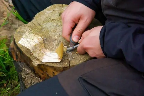 Messer schneidet Rinde auf einem Baumstumpf