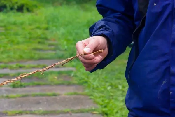 Person hält einen geflochtenen Stock in der Hand