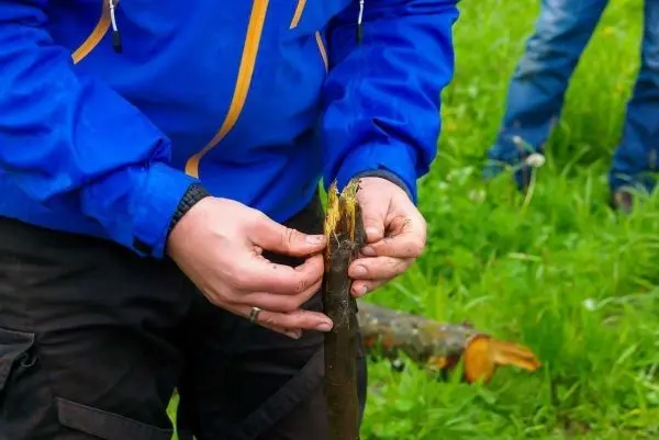 Person schält einen Ast mit einem Messer