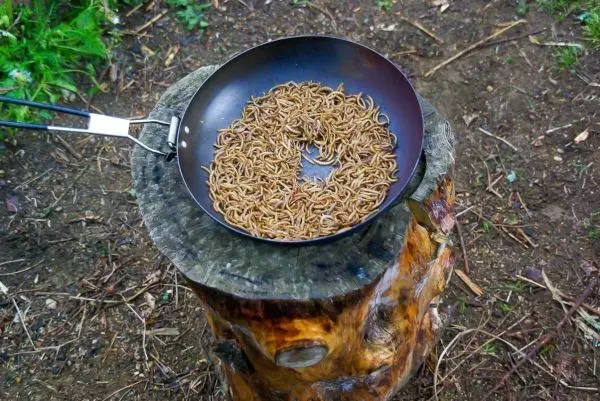 Pfanne mit getrockneten Insekten auf einem Baumstumpf
