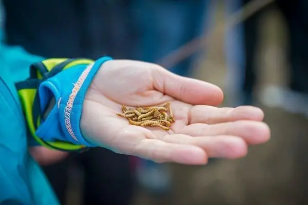 Hand hält mehrere Insektenlarven