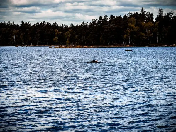 Ein Objekt schwimmt im Wasser vor einer bewaldeten Uferlinie
