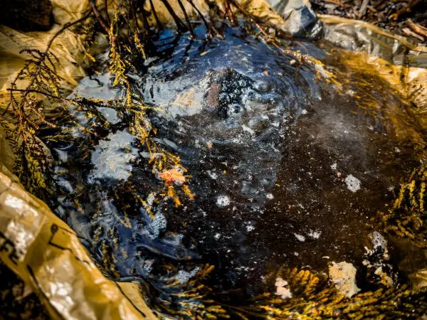 Schwarzes Wasser mit Blasen und Pflanzenresten im Behälter