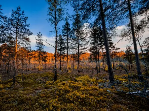 Waldlandschaft mit hohen Bäumen und buntem Unterholz im Sonnenlicht